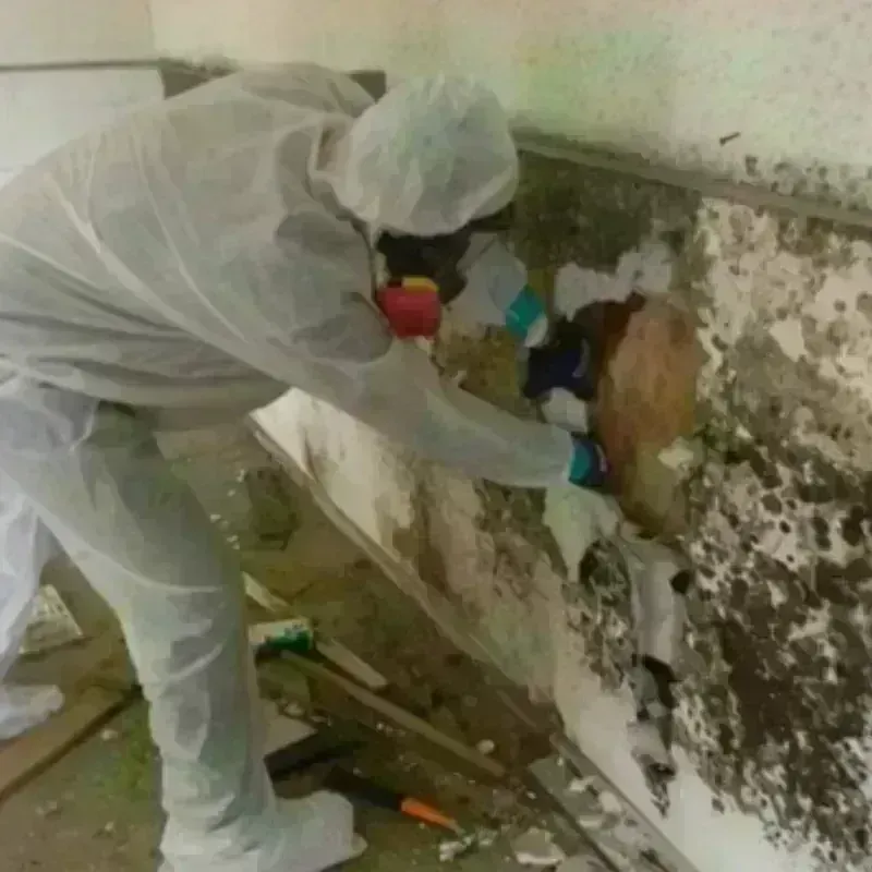 Mold Remediation and Removal in Ahuimanu, HI